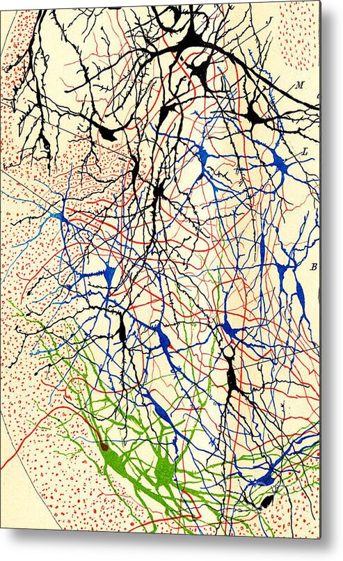 History Metal Print featuring the photograph Nerve Cells Santiago Ramon y Cajal by Science Source