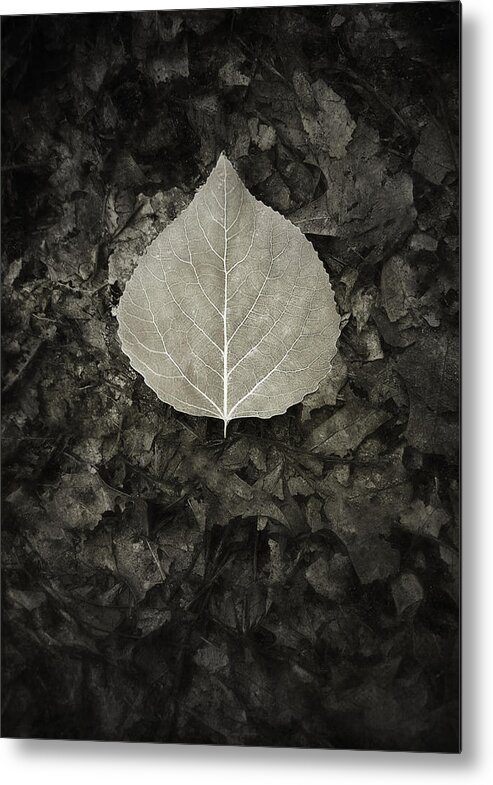 Leaf Metal Print featuring the photograph New Leaf on the Old by Scott Norris