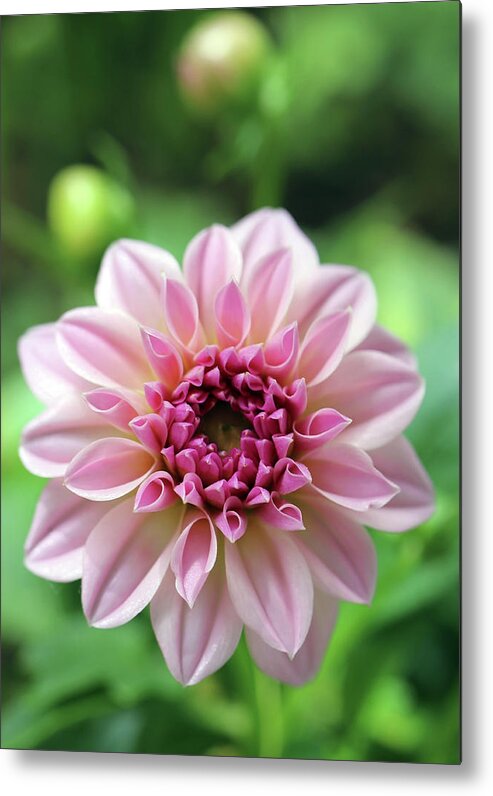 Flower Metal Print featuring the photograph New Mornings Bring New Flowers by Johanna Hurmerinta