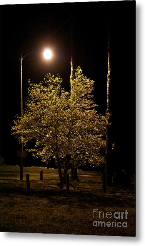 Scenic Metal Print featuring the photograph Nite Lite by Skip Willits