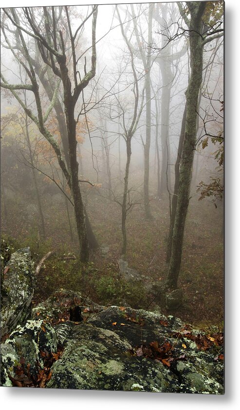 Tress In Fog Metal Print featuring the photograph North Carolina foggy mountain by Gregory Colvin