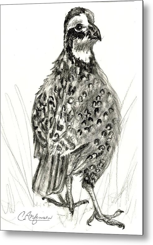 Quail Metal Print featuring the drawing Northern bobwhite by Carol Allen Anfinsen
