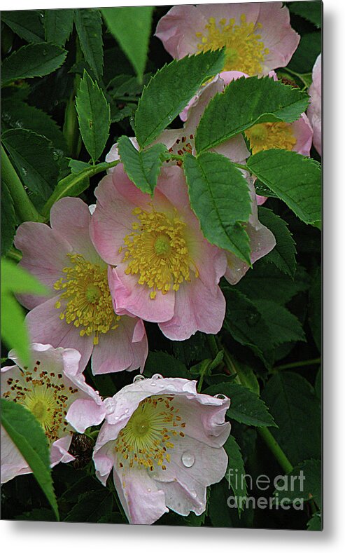 Flowers Metal Print featuring the photograph OH the Wild Rose Bush by Deborah Johnson