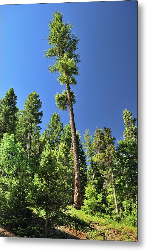 Trees Metal Print featuring the photograph Old Ponderosa by Ron Cline