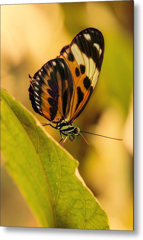 Butterfly Metal Print featuring the photograph Orange and black butterfly on the green leaf by Jaroslaw Blaminsky