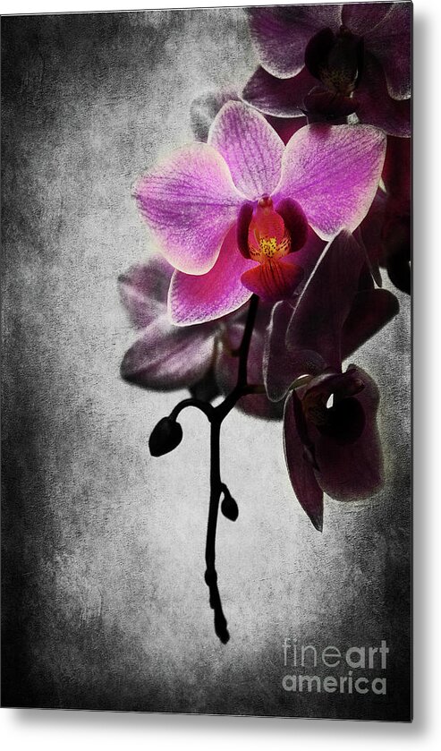 Orchid Metal Print featuring the photograph orchid IV by Hannes Cmarits