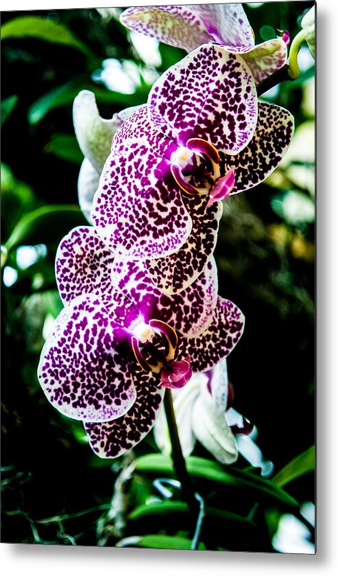 Orchid Metal Print featuring the photograph Orchid - PLA236 by Gordon Sarti