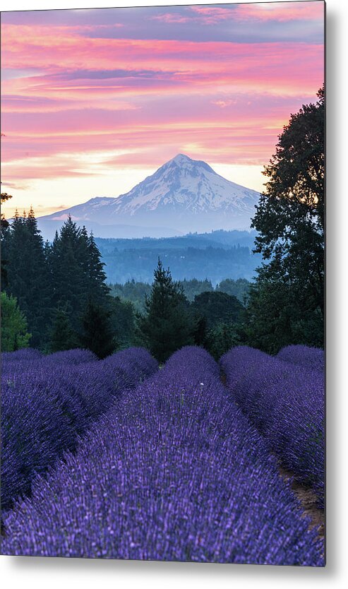 Plant;lavender;farm;mt Hood;oregon Lavender Farm Metal Print featuring the digital art Oregon Lavender Farm by Michael Lee