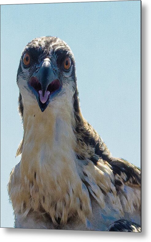 20160625 Metal Print featuring the photograph Osprey Chick Smiles for the Camera Ultra Macro by Jeff at JSJ Photography