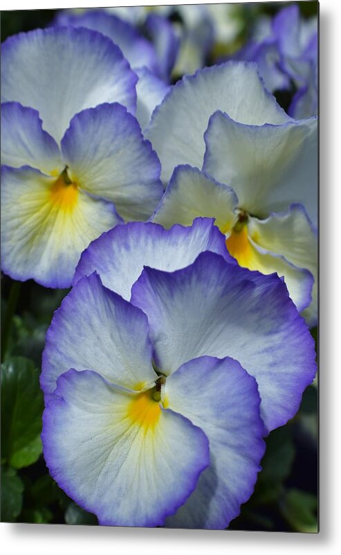 Pansies Metal Print featuring the photograph Pansies by Jimmy Chuck Smith