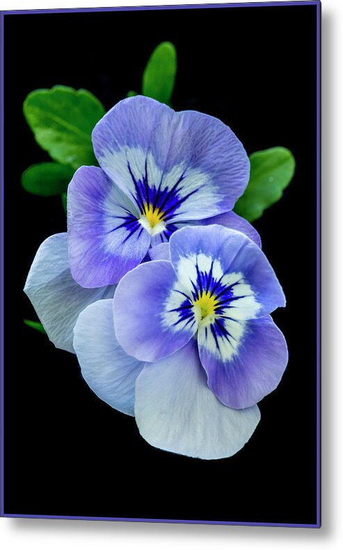 Greeting Card Metal Print featuring the photograph Pansy Portrait by Cathy Kovarik