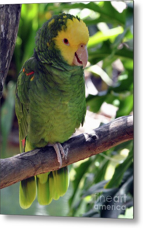 Parrot Metal Print featuring the photograph Parrot 2 by Lydia Holly