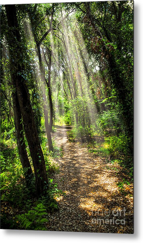 Forest Metal Print featuring the photograph Path in sunlit forest by Elena Elisseeva