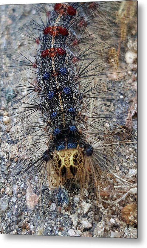 Caterpillar Metal Print featuring the photograph Patriotic caterpillar by Bruce Carpenter