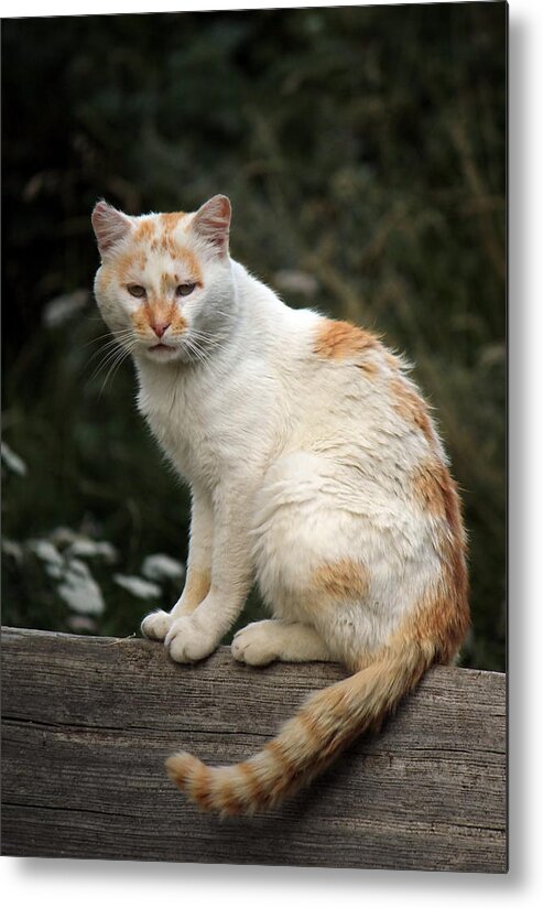 Animal Metal Print featuring the photograph Peaceful cat by Elenarts - Elena Duvernay photo