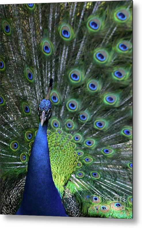 Peacock Metal Print featuring the photograph Peacock by Sabrina L Ryan