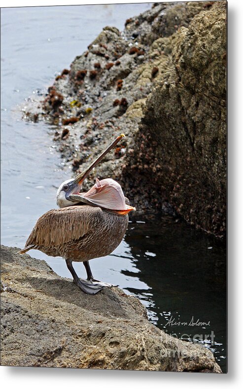 Pelican Metal Print featuring the photograph Pelican Mayhem 2/9 by Alison Salome