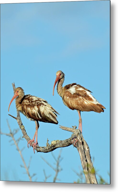 Jekyll Island Metal Print featuring the photograph Perched White Ibises by Bruce Gourley