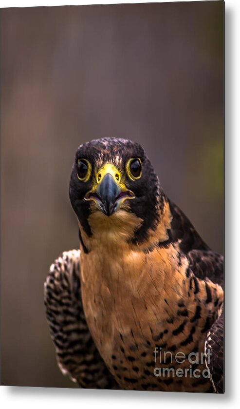 Peregrine Falcon Metal Print featuring the photograph Peregrine Falcon Profile 2 by Blake Webster