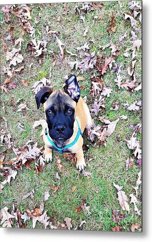 Bull Mastiff Metal Print featuring the photograph Piercing Eyes by Brianna Kelly