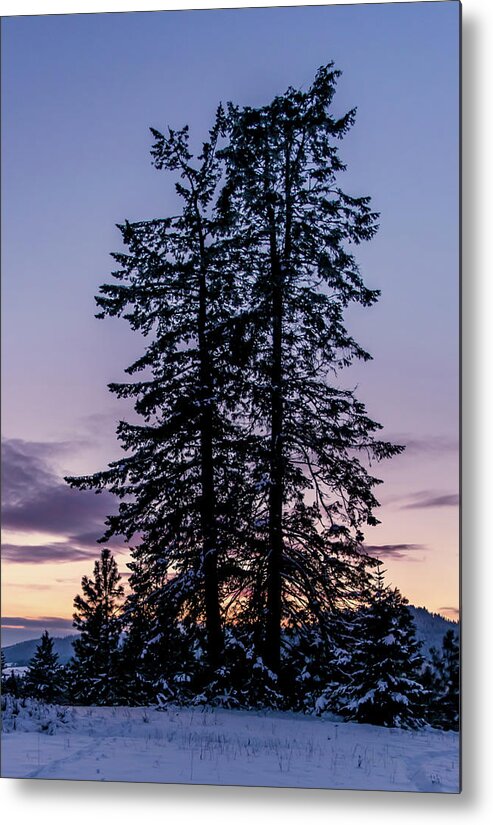 Landscape Metal Print featuring the photograph Pine Tree Silhouette  by Lester Plank