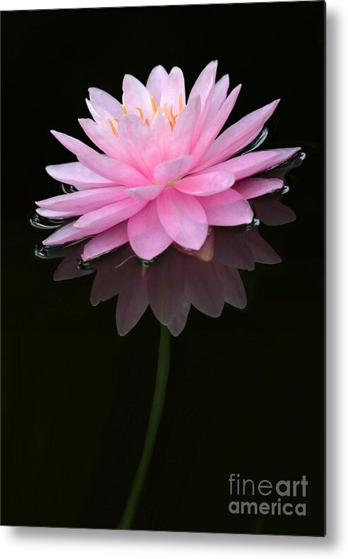 Pink Metal Print featuring the photograph Pink and Alone by Sabrina L Ryan