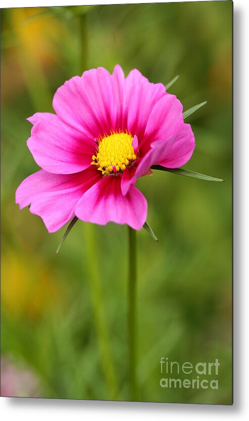 Flower Metal Print featuring the photograph Pink Cosmo by Steve Augustin