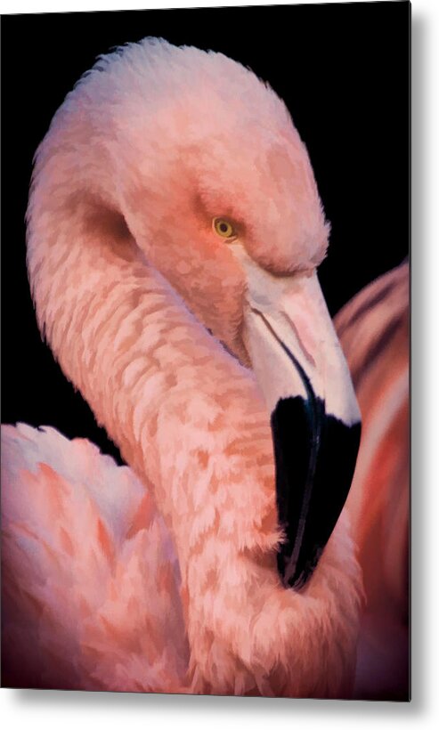 Pink Flamingo Metal Print featuring the photograph Pink Flamingo Portrait II by Athena Mckinzie
