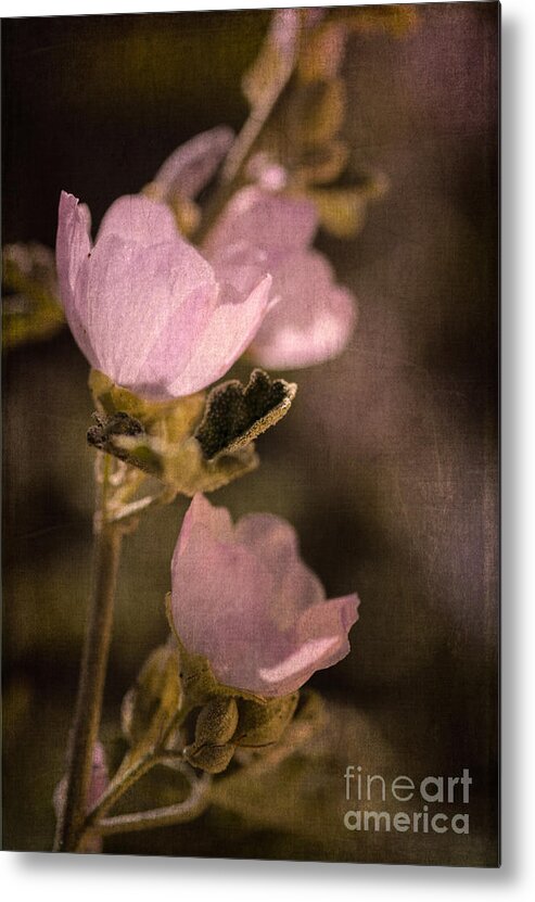 Globemallow Metal Print featuring the photograph Pink Globemallow Wildflowers by Tamara Becker