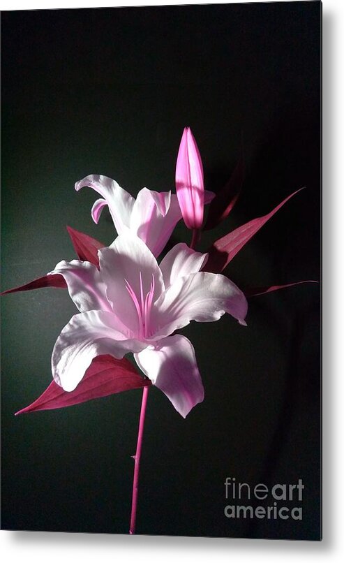 Pink Lily Metal Print featuring the photograph Pink Lily by Delynn Addams