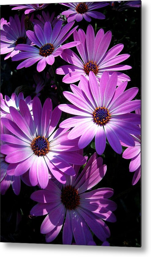 Flower Metal Print featuring the photograph Pink Summer by Juergen Weiss