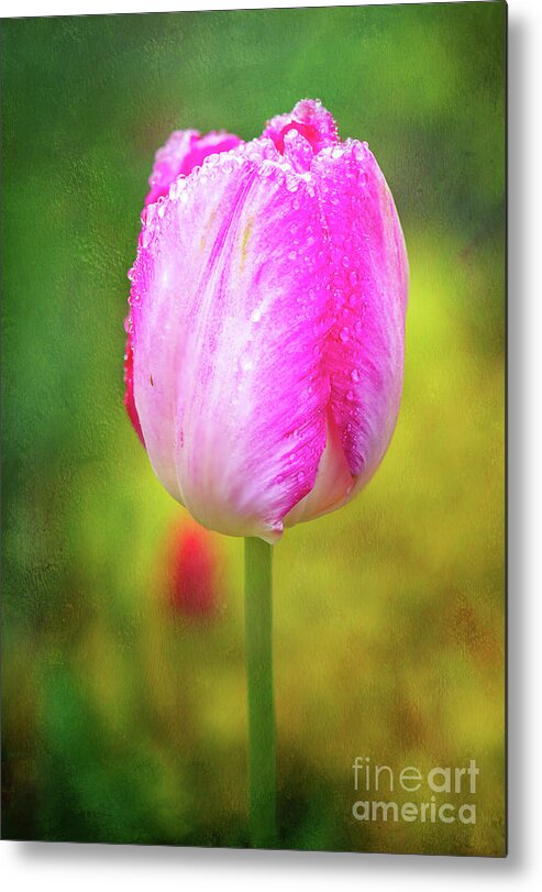 Pink Tulip Metal Print featuring the photograph Pink Tulip in the Rain by Anita Pollak