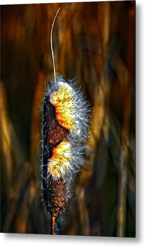 Cattail Metal Print featuring the photograph Pizzazz by Steve Harrington