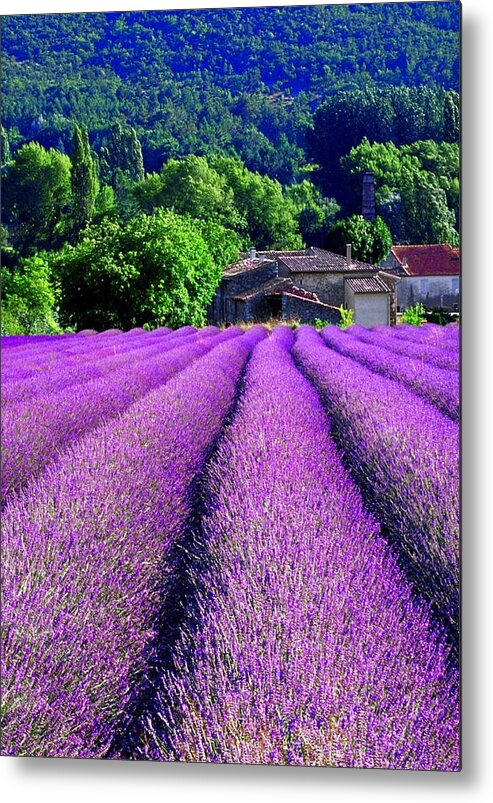 Lavender Fields Metal Print featuring the photograph Poet Lavel by John Galbo
