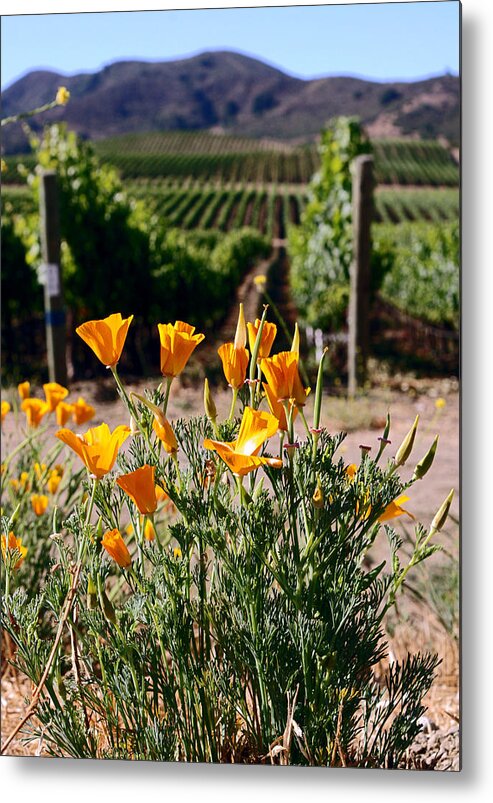 Poppies Metal Print featuring the photograph poppies and Vines by Gary Brandes