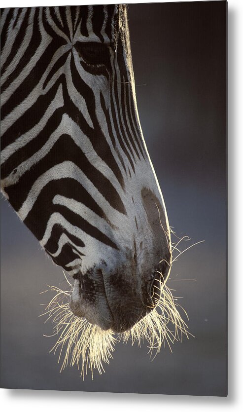 Grevy Metal Print featuring the photograph Portrait of a Grevy Zebra by Johan Elzenga