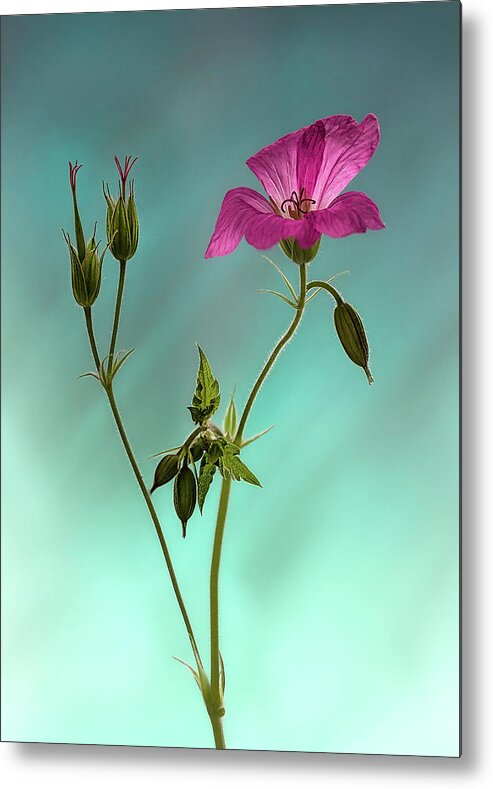 Floral Metal Print featuring the photograph portrait of an English Geranium by Shirley Mitchell