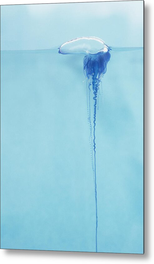 Blue Metal Print featuring the photograph Portugese Man o War by Dave Fleetham - Printscapes