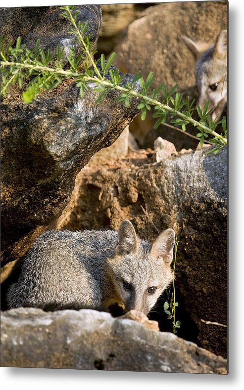 Baby Gray Fox Metal Print featuring the photograph Preparing to Pounce by Michael Dougherty