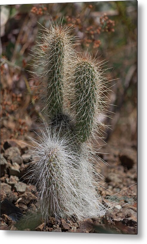 Photograph Metal Print featuring the photograph Prickly by Suzanne Gaff