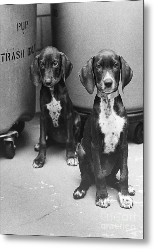 Animal Metal Print featuring the photograph Puppies by Lynn Lennon