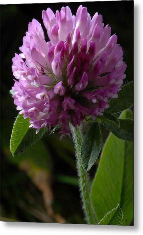 Clover Metal Print featuring the photograph Purple Clover by JT Lewis