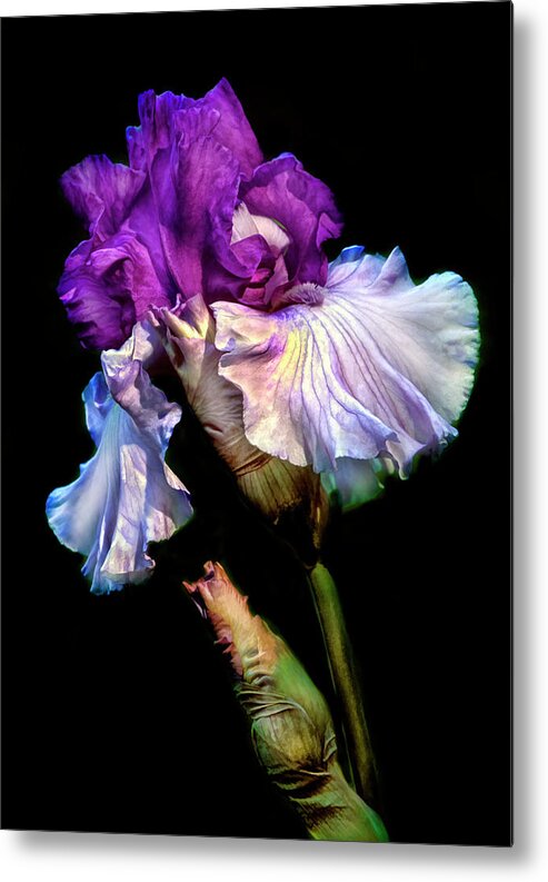 Iris Metal Print featuring the photograph Purple Iris by Dave Mills