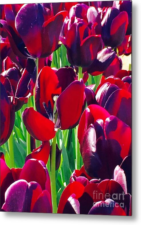 Purple Royals Tulips Metal Print featuring the photograph Purple Royals Tulips by Susan Garren