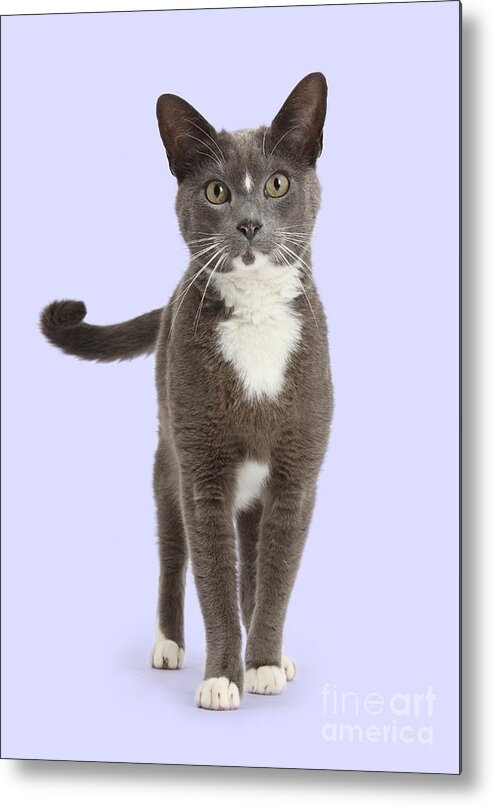 Blue Metal Print featuring the photograph Puss is Proud by Warren Photographic