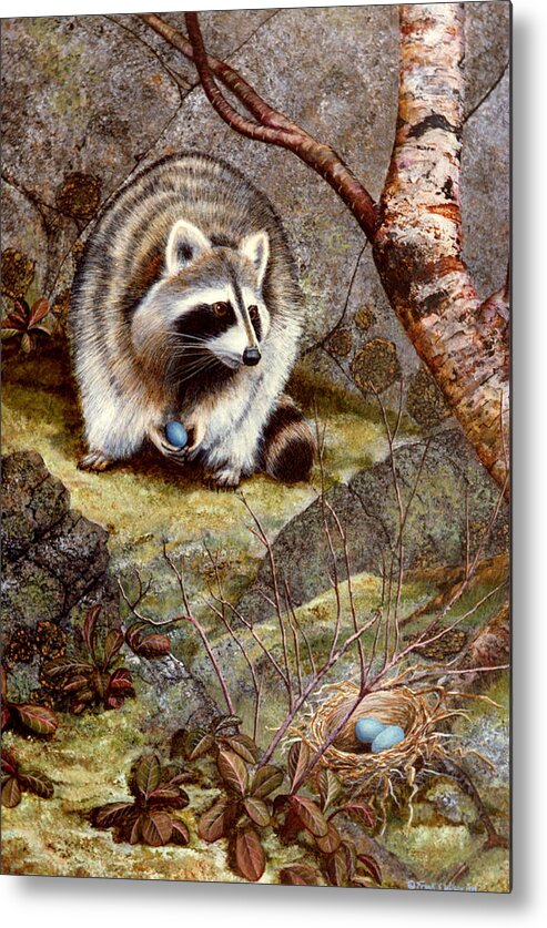 Raccoon Found Treasure Metal Print featuring the painting Raccoon Found Treasure by Frank Wilson