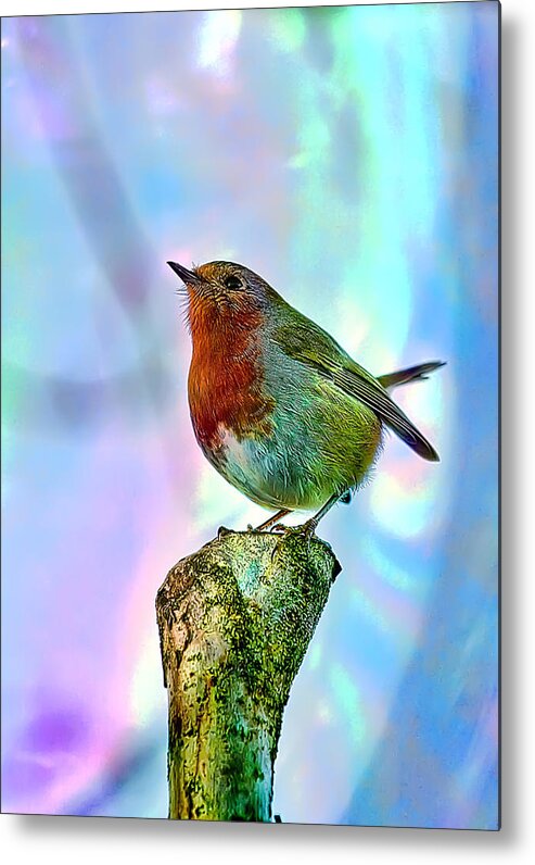 Artistic Metal Print featuring the photograph Rainbow Robin by Gouzel -