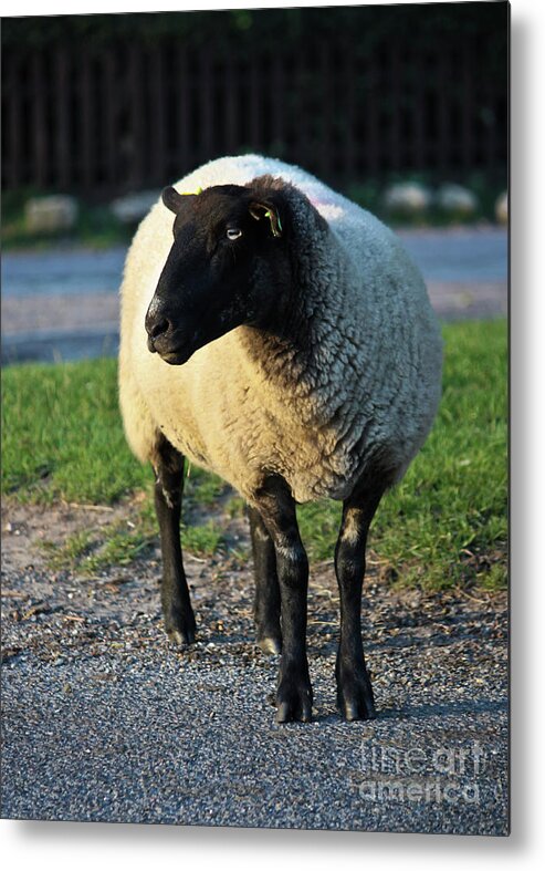 Sheep Metal Print featuring the photograph Ram Raider by Terri Waters