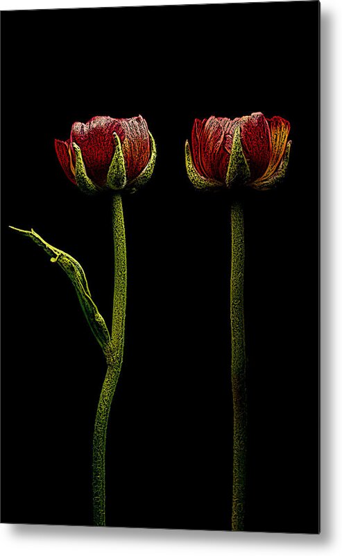 Ranunculus Metal Print featuring the photograph Ranunculus In Red by Movie Poster Prints