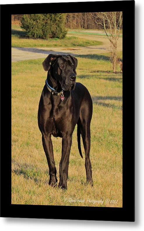 Great Dane Metal Print featuring the photograph 'Really Big Bigg of Crescent Farm' by PJQandFriends Photography